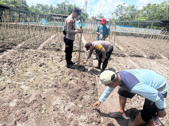 
					Polsek Rungan Gandeng Petani Tumbang Kajuei Tanam Jagung Hibrida di Lahan 2 Hektar