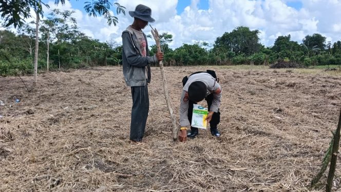 
					Dukung Swasembada Pangan, Polsek Kahayan Hilir Tanam Jagung di Bereng