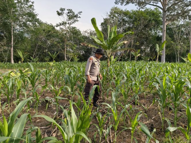 
					Polres Barito Utara Dukung Program ASTA CITA, Optimalkan Ketahanan Pangan Melalui Penanaman Jagung di Gunung Timang