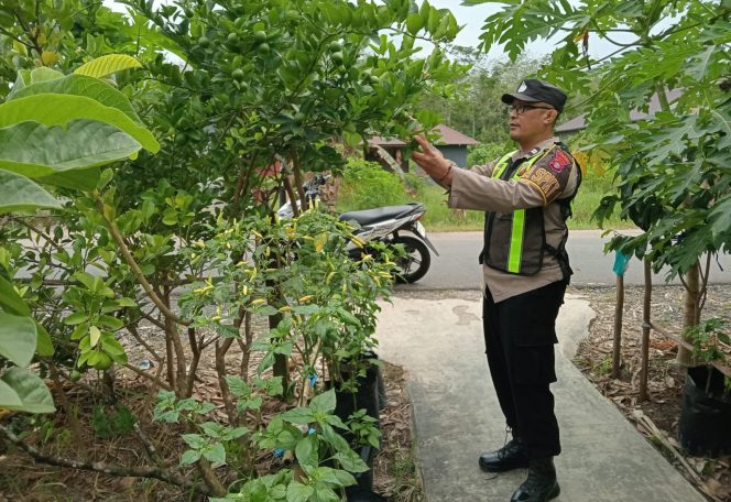 
					Dukung Ketahanan Pangan, Polsek Kapuas Barat Pantau Perkembangan Kebun Lombok di Mandomai