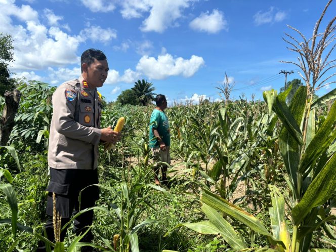 
					KAPOLSEK SERUYAN HILIR CEK LAHAN JAGUNG PERSIAPAN PANEN KUARTAL I 2026