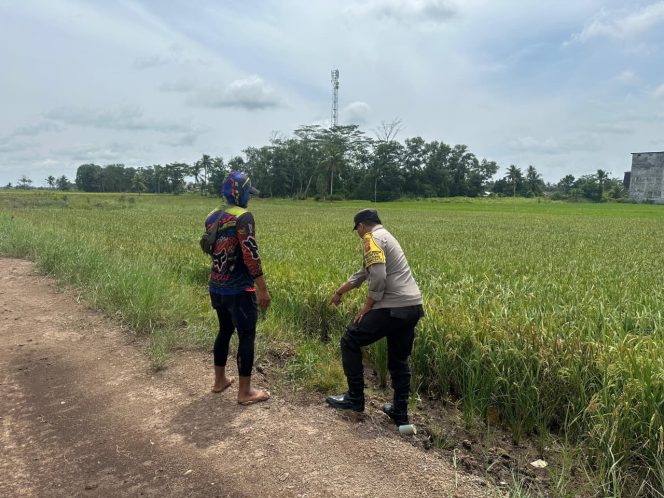 
					Dukung Ketahanan Pangan, Bhabinkamtibmas Cek Pengolahan Sawah di Gadabung