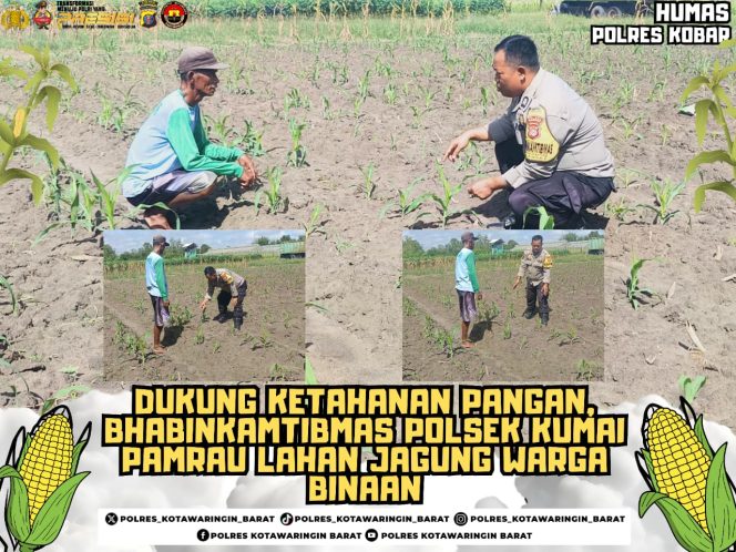 
					Dukung Ketahanan Pangan, Bhabinkamtibmas Polsek Kumai Pamrau Lahan Jagung Warga Binaan