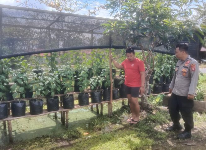
					Dukung Swasembada Pangan, Polsek Kapuas Barat Tinjau Budidaya Cabai di Desa Saka Mangkahai