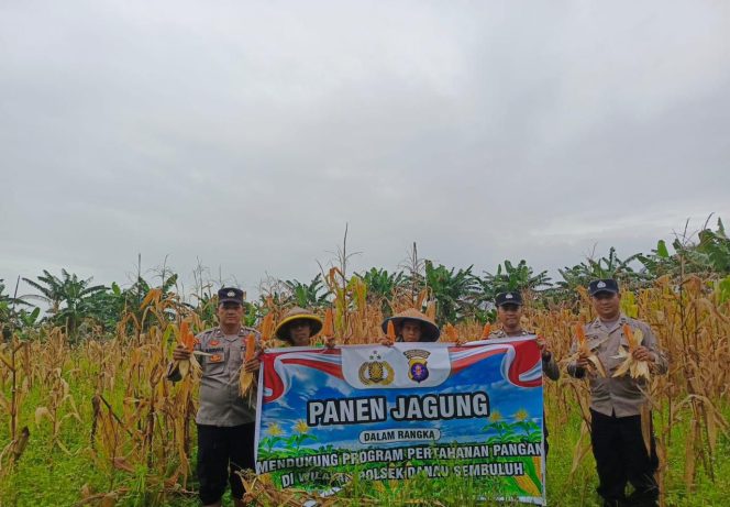 
					Polsek Danau Sembuluh Bersama Poktan MBMH Panen Jagung Dukung Ketahanan Pangan Nasional