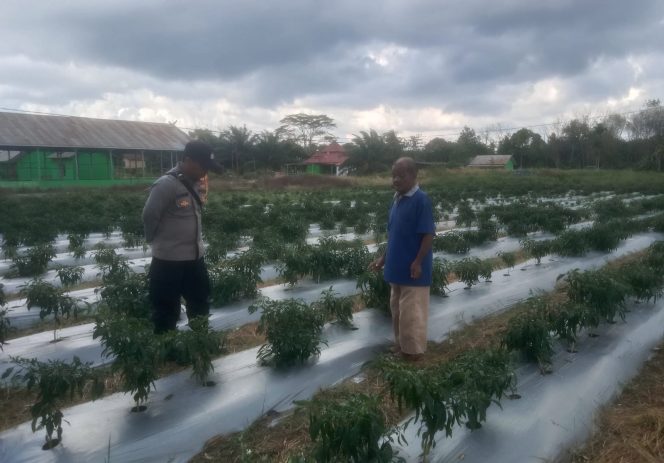 
					Sinergi Polsek Kapuas Barat Dukung Ketahanan Pangan, Cek Langsung Kebun Hortikultura di Desa Basuta Raya