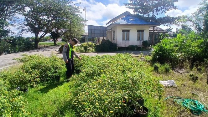 
					Sinergi Ketahanan Pangan, Polsek Kapuas Barat Cek Budidaya Cabai Warga Mandomai