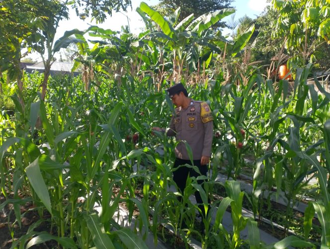 
					Bhabinkamtibmas Kelurahan Mendawai Laksanakan Pengecekan Lahan Jagung