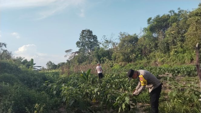 
					Polsek Hanau Lakukan Pengecekan Lahan Jagung BUMDes Asam Baru Dukung Ketahanan Pangan 2026