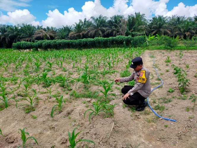 
					Bhabinkamtibmas Desa Bukit Sungkai Laksanakan Pengecekan Tanaman Jagung