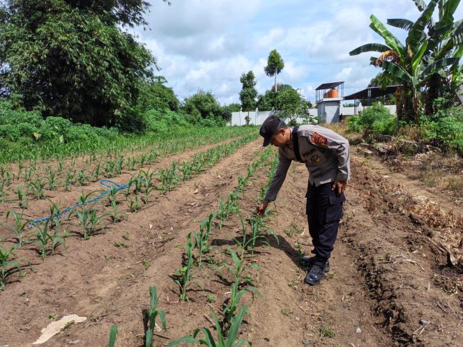
					Polsek Hanau Lakukan Pengecekan Lahan Jagung Program 1 Desa 1 Hektar untuk Dukung Ketahanan Pangan