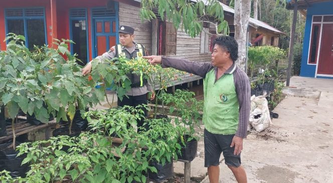 
					Sabtu, Polsek Kapuas Barat Monitoring Pekarangan Pangan Bergizi Budidaya Lombok di Mandomai