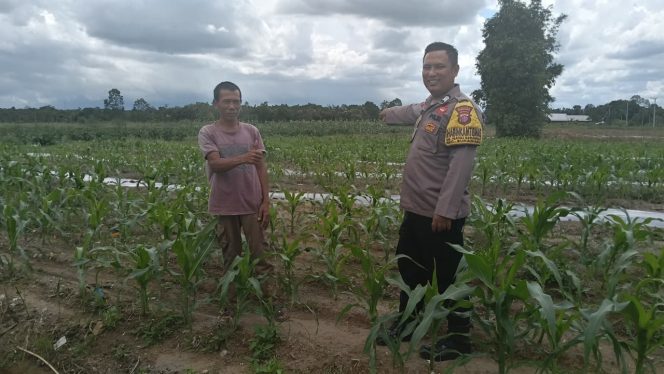 
					BHABINKAMTIBMAS DESA NATAI SEDAWAK MONITORING KETAHANAN PANGAN MELALUI PENGECEKAN LAHAN JAGUNG