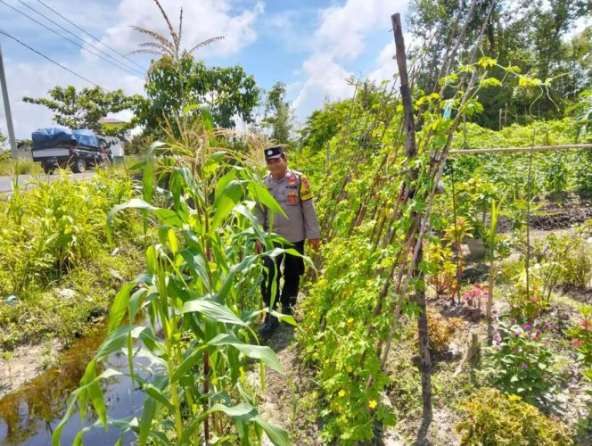 
					Polsek Kapuas Tengah laksanakan giat Pengecekan Pekarangan lahan kebun Desa Pujon