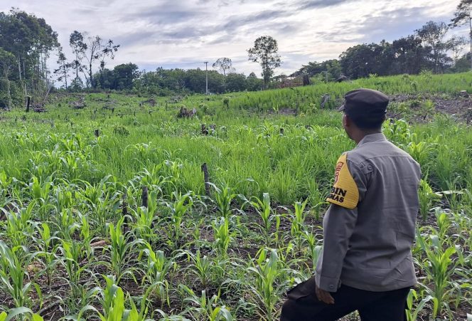 
					Bhabinkamtibmas Intens Cek Lahan Jagung Warga Tumbang Lahung