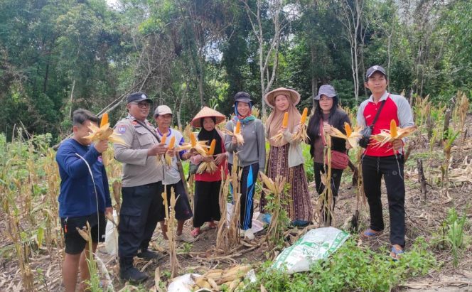 
					Bhabinkamtibmas Sumber Barito Dukung Produktivitas Petani Lewat Pendampingan Panen Jagung