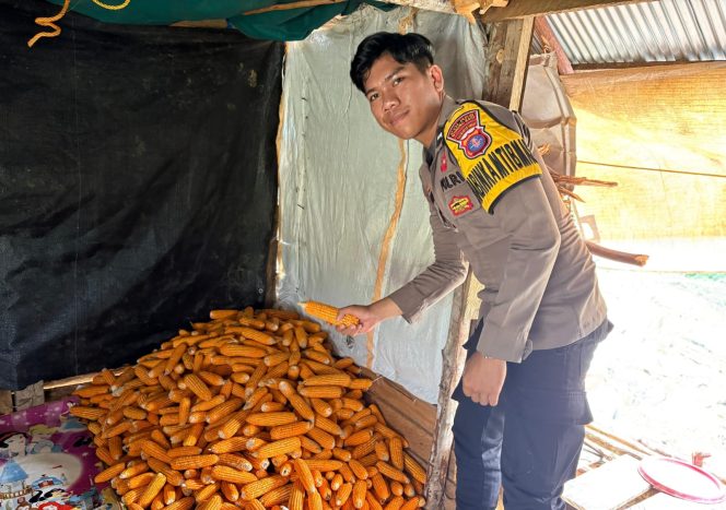 
					Bhabinkamtibmas Polsek Murung Cek Hasil Panen Jagung Bersama Warga Bahitom