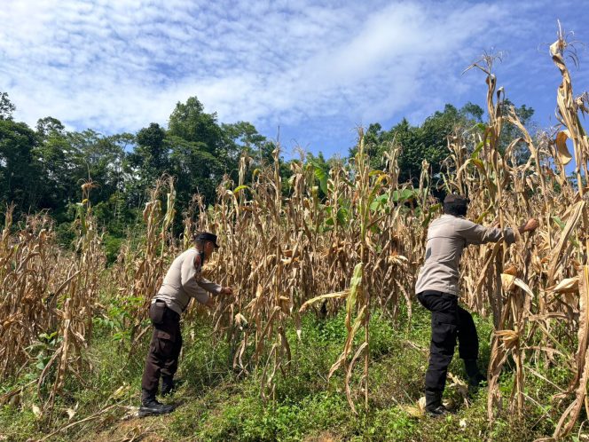 
					Dukung Ketahanan Pangan, Bhabinkamtibmas Polsek Murung Bripka Rolly Panen Jagung Bersama Warga Danau Usung