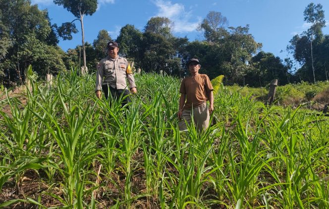 
					Dukung Swasembada Pangan, Bhabinkamtibmas Pospol Uut Murung Monitoring Perkembangan Kebun Jagung Hibrida Warga Tumbang Olong II