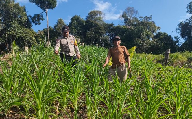 
					Bhabinkamtibmas Pospol Uut Murung Polsek Sumber Barito Monitoring Perkembangan Kebun Jagung Hibrida Warga Binaan
