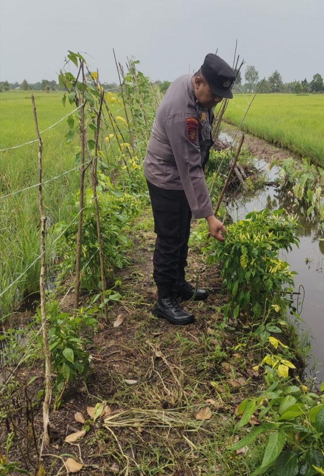 
					Giat Monitoring Dan Pendampingan Pemanfaatan Lahan Pekerangan Dalam Rangka Implementasi Asta Cita Presiden Republik Indonesia Dalam Bidang Ketahanan Pangan Oleh Polsek kapuas Hilir Polres Kapuas