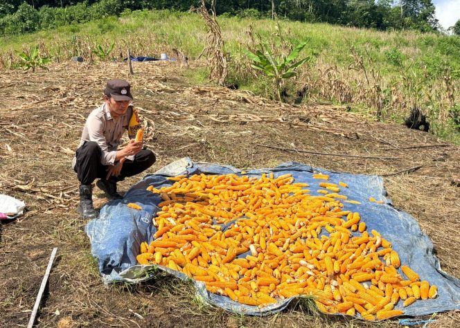 
					Dukung Ketahanan Pangan, Bhabinkamtibmas Polsek Murung Pantau Hasil Panen Jagung Warga Danau Usung