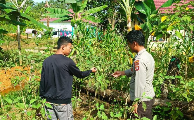 
					Bhabinkamtibmas Sambang Silaturahmi Sekaligus Cek Kebun Jagung & Sayuran Warga Kec. Permata Intan