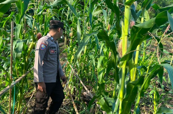 
					Polsek Permata Intan Pantau Berkala Perkembangan Lahan Jagung Warga