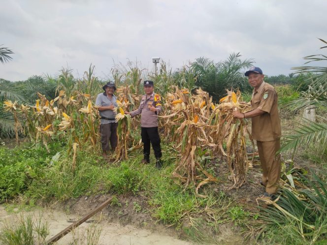 
					Jelang Panen, Polsek Kandis Pantau Perkembangan Jagung Pipil Kelompok Tani Arihta Jaya