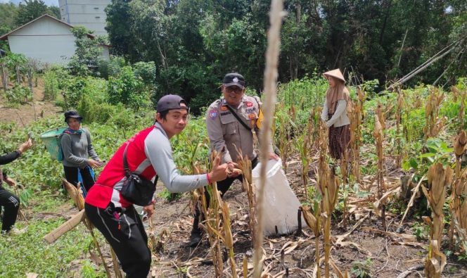 
					Bhabinkamtibmas Sumber Barito Dukung Produktivitas Petani Lewat Pendampingan Panen Jagung Di Desa Tumbang Molut