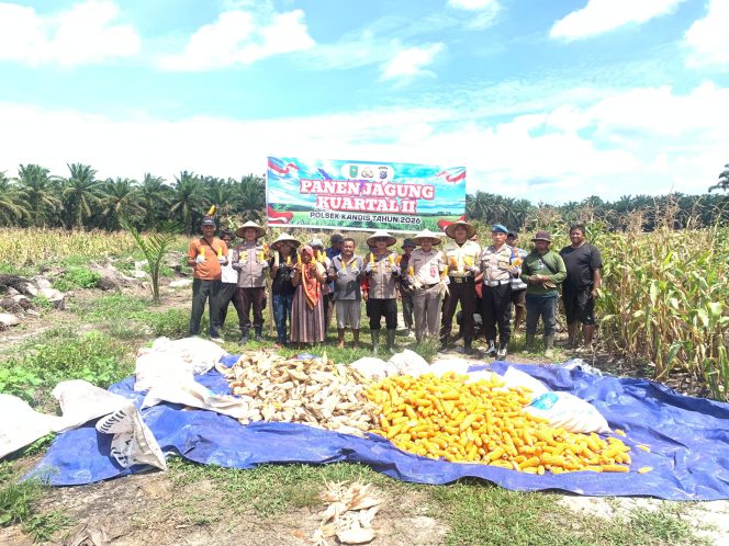 
					Panen Jagung 5 Hektare di Libo Jaya, Polsek Kandis Dukung Program Ketahanan Pangan Nasional