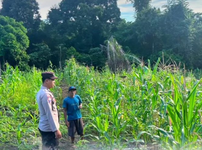 
					Perkuat Ketahanan Pangan, Bhabinkamtibmas Polsek Permata Intan Aktif Dampingi Petani Jagung
