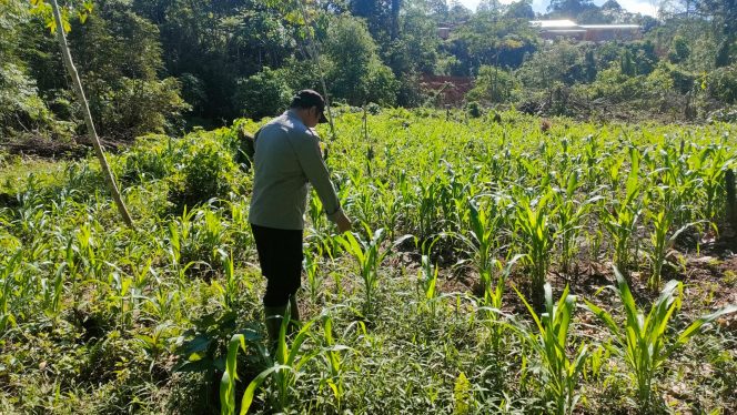 
					Wujud Dukungan Swasembada, Bhabinkamtibmas Tumbang Olong II Pantau Perkembangan Ketahanan Pangan Warga