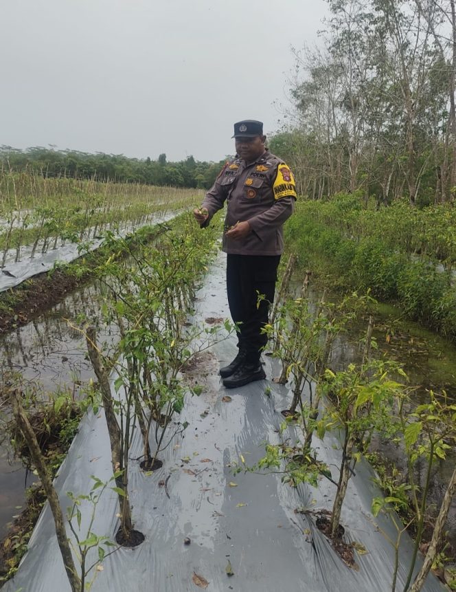 
					Giat Monitoring Dan Pendampingan Pemanfaatan Lahan Pekerangan Dalam Rangka Implementasi Asta Cita Presiden Republik Indonesia Dalam Bidang Ketahanan Pangan Oleh Polsek kapuas Hilir Polres Kapuas