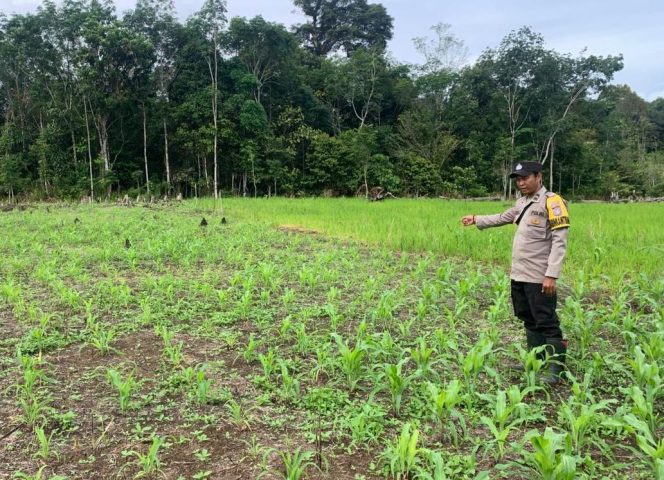 
					Bhabinkamtibmas Kunjungi Lahan Jagung Warga Konut, Wujud Dukungan Polri Terhadap Ketahanan Pangan Nasional