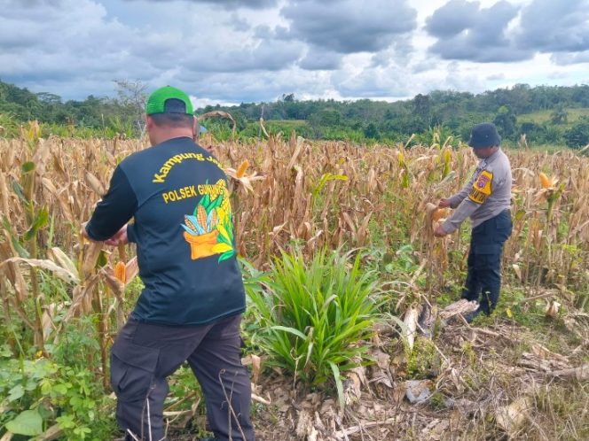 
					Polres Barito Utara Dukung Panen Jagung Masyarakat, Perkuat Ketahanan Pangan di Gunung Timang