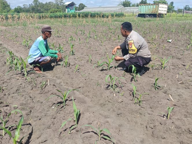 
					Dukung Ketahanan Pangan, Bhabinkamtibmas Polsek Kumai Pamrau Lahan Jagung Warga Binaan Situasi aman kondusif