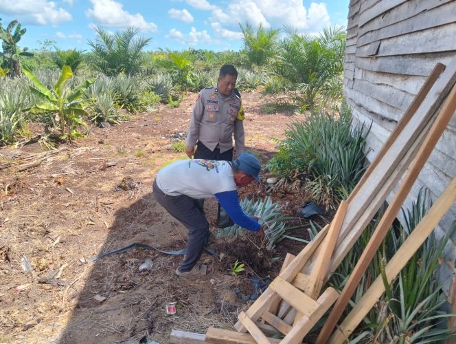 
					Semangat, Dukung Pangan Lokal, Bhabinkamtibmas Raja Seberang Sambang Dan Beri Motivasi Petani