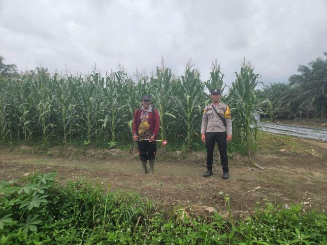 
					Dukung Ketahanan Pangan, Bhabinkamtibmas Polsek Sukamara Monitoring Lahan Jagung di Desa Kartamulia
