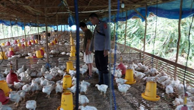 
					Dukung Swasembada, Polsek Kapuas Barat Cek Peternakan Ayam di Desa Maju Bersama