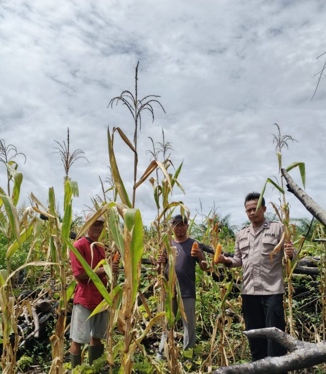 
					POLSEK SERUYAN TENGAH MONITOR PANEN JAGUNG PROGRAM 1 DESA 1 HEKTAR DI DESA DURIAN TUNGGAL