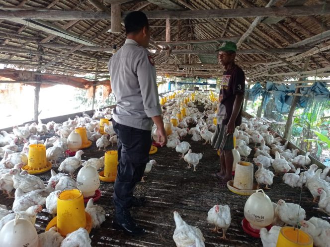 
					rutin, Bhabinkamtibmas Sungai Kapitan Dorong Warga Budidaya Ayam