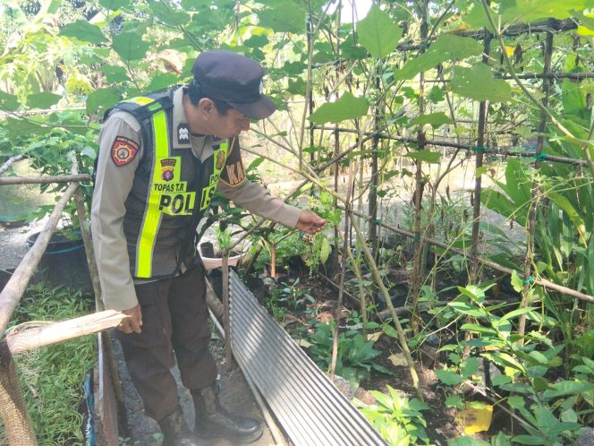 
					Dukung Ketahanan Pangan, Polsek Kapuas Barat Cek Budidaya Sayur Pare di Desa Saka Mangkahai