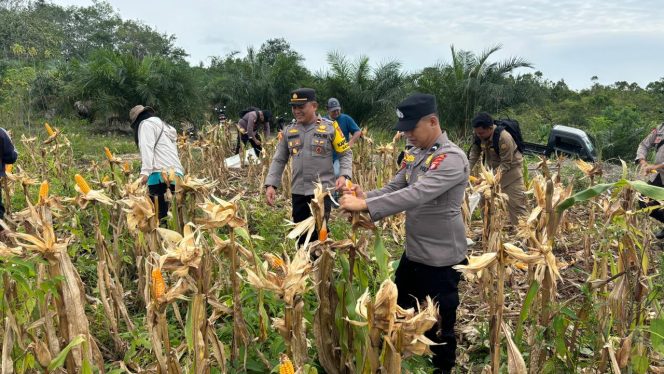 
					Sinergi Ketahanan Pangan, Polsek Sepang dan BUMDES Tumbang Empas Sukses Panen 1 Ton Jagung Hibrida