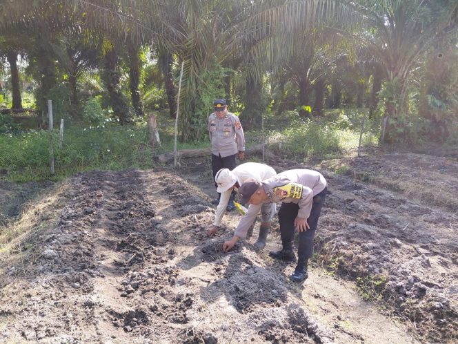 
					Bhabinkamtibmas Dampingi Warga Tanam Jagung Hibrida, Wujud Dukungan Polri pada Ketahanan Pangan