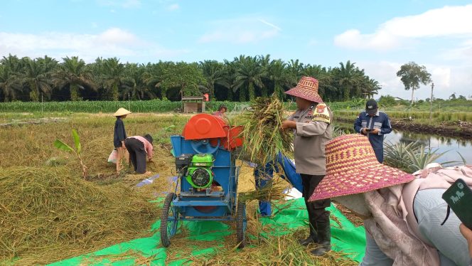 
					Panen Raya Padi di Natai Baru, Bhabinkamtibmas Dukung  Selalu Ketahanan Pangan Kobar