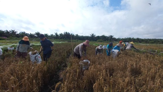 
					Panen Raya Padi di Natai Baru, Bhabinkamtibmas Dukung Ketahanan Pangan Kobar Situasi berjalan aman
