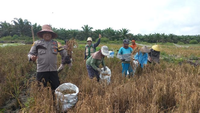 
					Panen Raya Padi, Bhabinkamtibmas Dukung Ketahanan Pangan Kobar