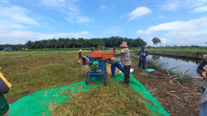 
					Panen Padi di Natai Baru, Bhabinkamtibmas Dukung Ketahanan Pangan Kobar Situasi aman kondusif