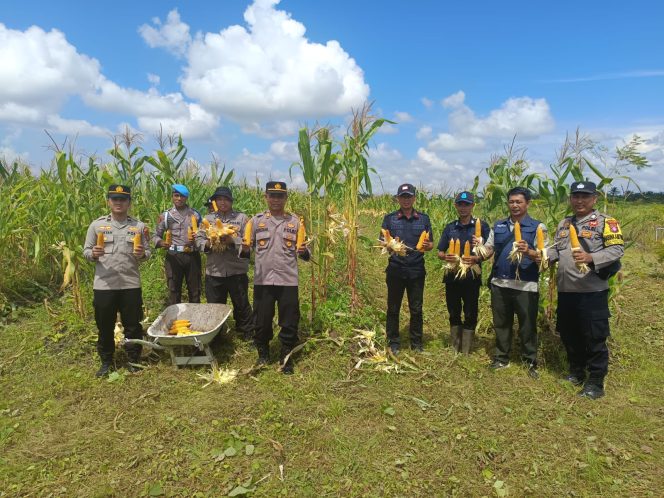 
					BHABINKAMTIBMAS DESA NATAI SEDAWAK HADIRI PANEN JAGUNG DUKUNG SWASEMBADA PANGAN TAHUN 2026